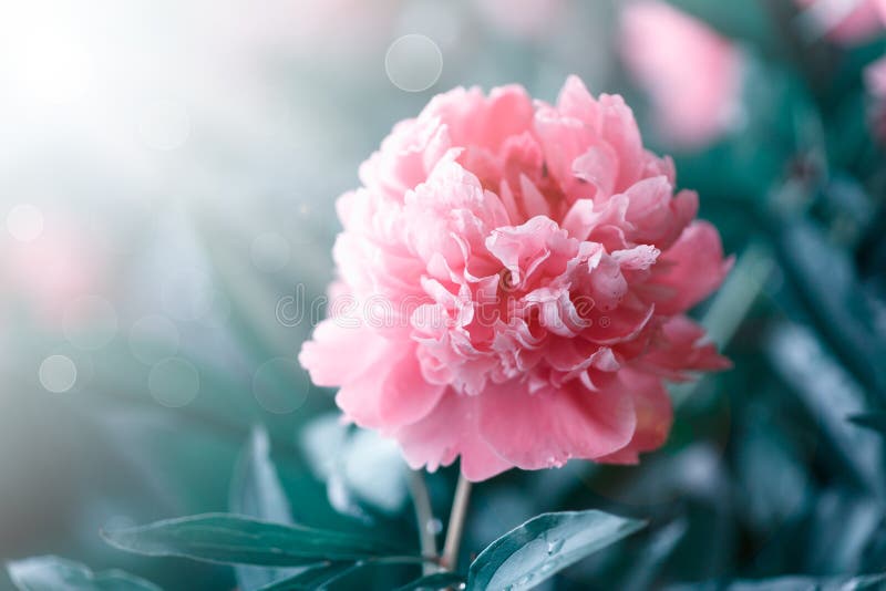 Peonies blooming in the garden