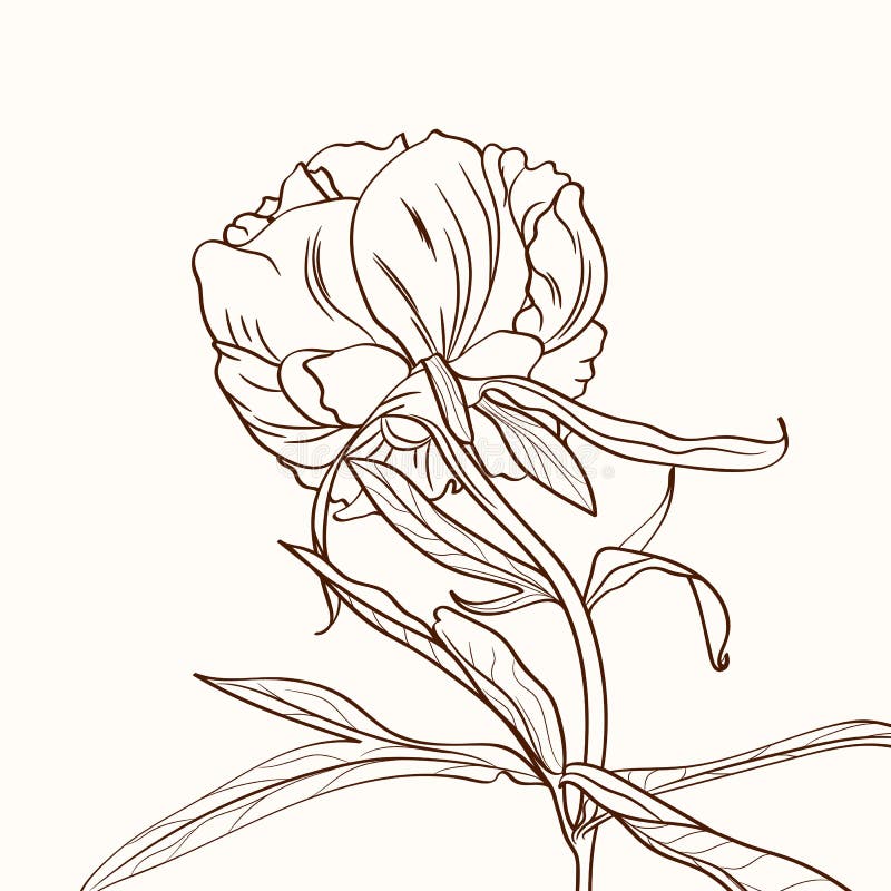 Peonies brown sepia outline on beige background. Spring summer flowers vector illustration. stock illustration Peonies brown sepia outline on beige background. Spring summer flowers vector illustration. stock illustration
