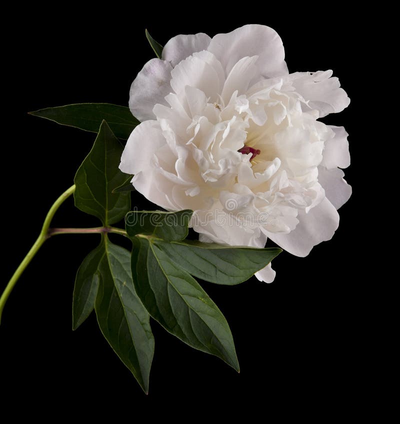Peonies Flowers Isolated on Black Background Stock Photo Image of summer, nature 192408206
