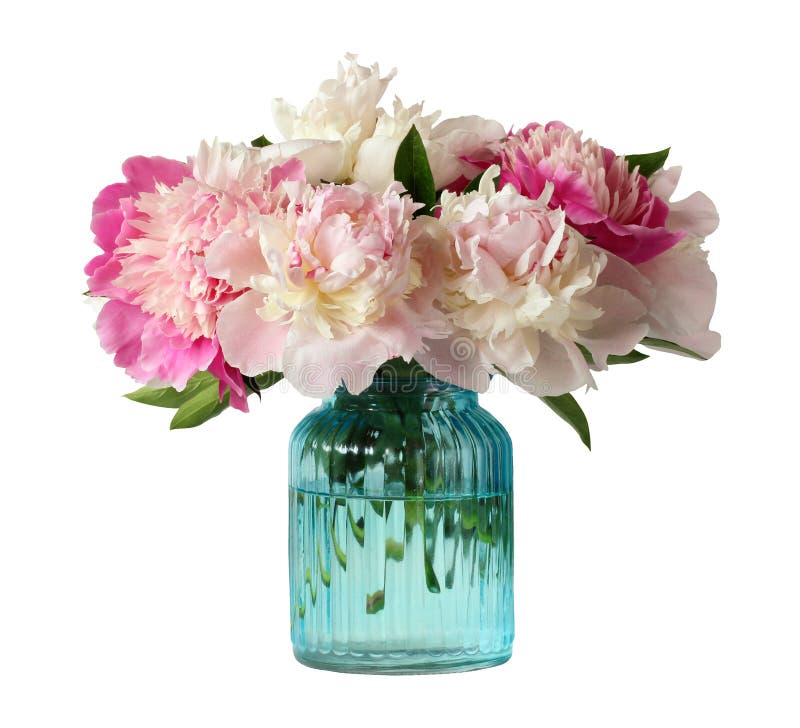 Peonies in a Glass Vase, Isolated Stock Image Image of peony, bouquet