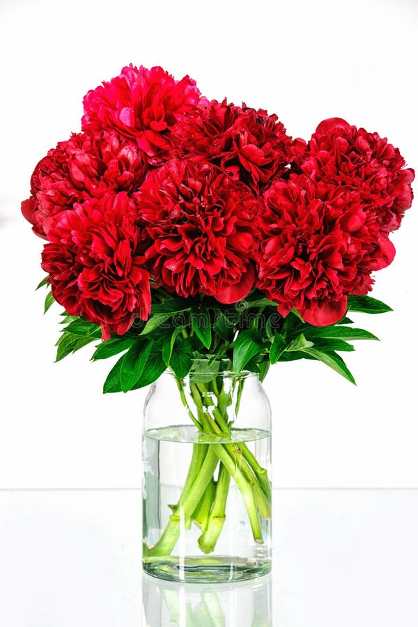Peonies in a Glass Vase with Water Stock Image Image of nature