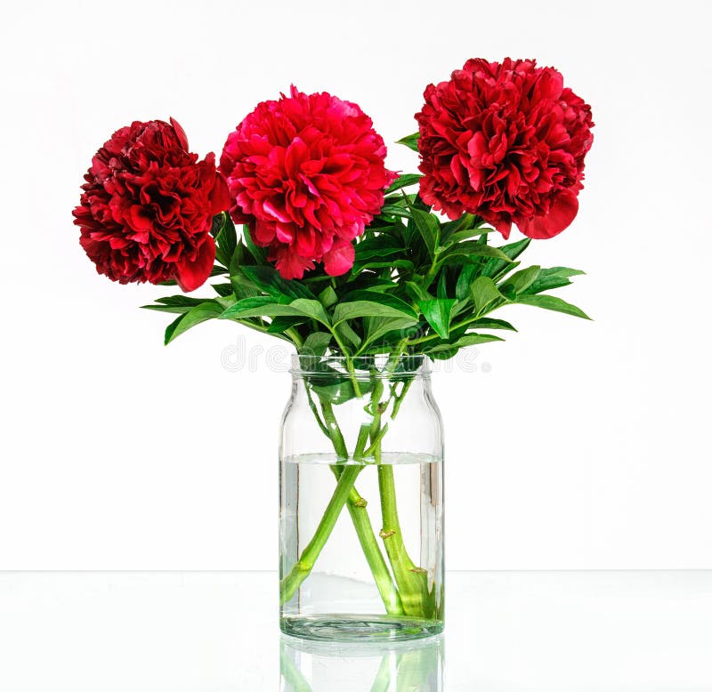 Peonies in a Glass Vase with Water Stock Image Image of flora