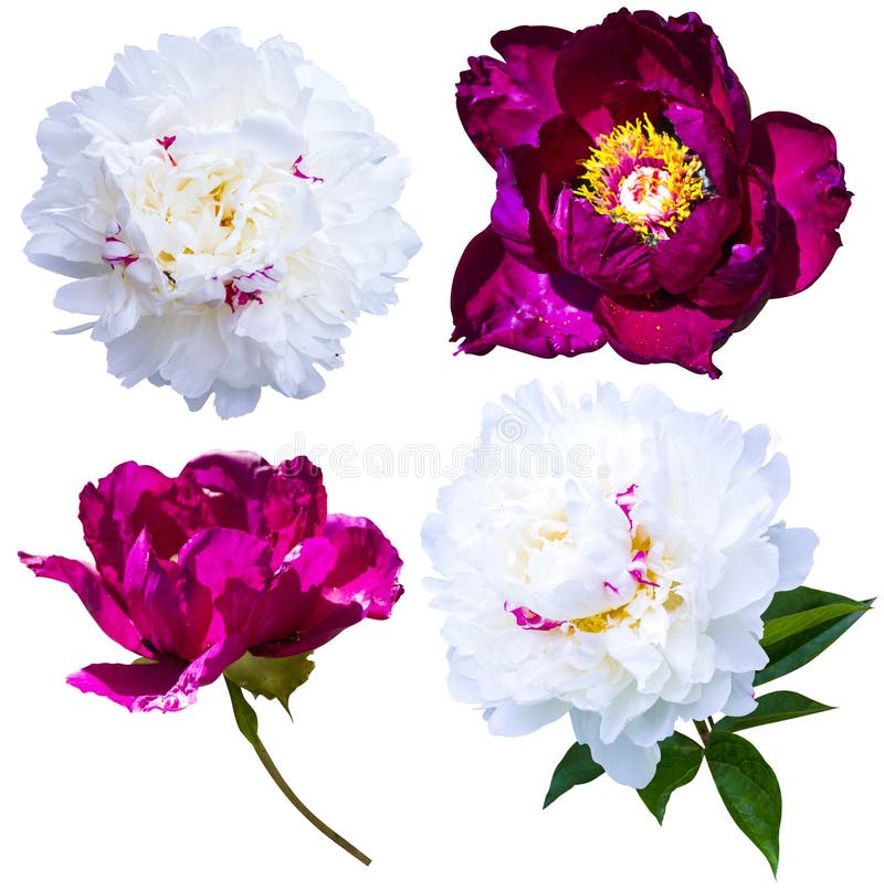 Peonies Isolated on White Background. Peonies Flowers. Red and W Stock