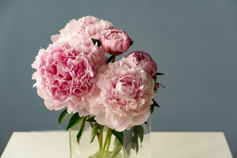 Peonies Pink Bouquet in a Glass Vase on Light Blue Background Stock