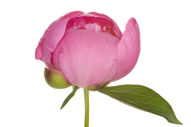 Peony (3. growth period)