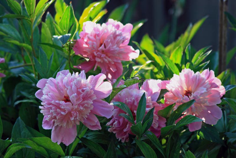 Peony