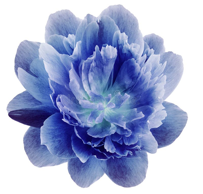 Peony Blue Flower Isolated On A White Background Close Up For Design