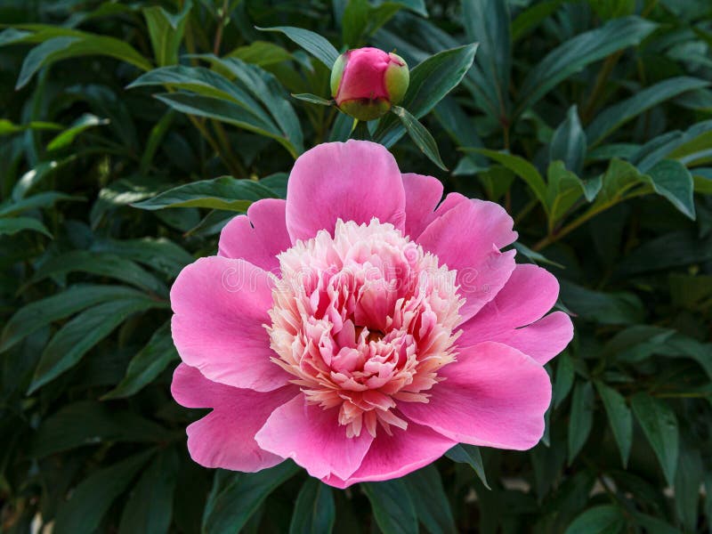 Peony Bud on a Stem with Leaves on the Blurred Background. Stock Image ...