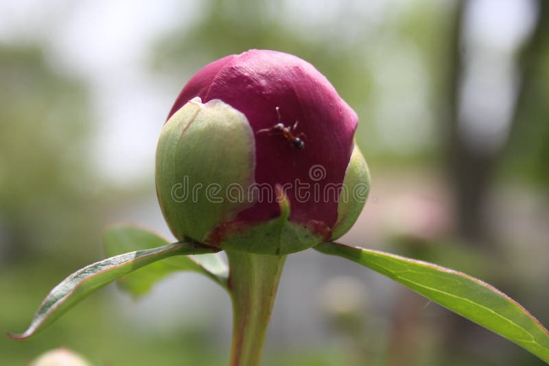 Peony Bulb just before blooming. I worked for a Greenhouse in Denver, Colorado Alameda Wholesale Nursey, Inc is where I would pick up Hannigan`s Greenhouse Peony. I would say Penny no Darre Peony Okay Pe-ony did you say Pony? No. It`s just my first memory of the plant. Tammy was a whoot. 
Peony Bulb just before blooming. I worked for a Greenhouse in Denver, Colorado Alameda Wholesale Nursey, Inc is where I would pick up Hannigan`s Greenhouse Peony. I would say Penny no Darre Peony Okay Pe-ony did you say Pony? No. It`s just my first memory of the plant. Tammy was a whoot.