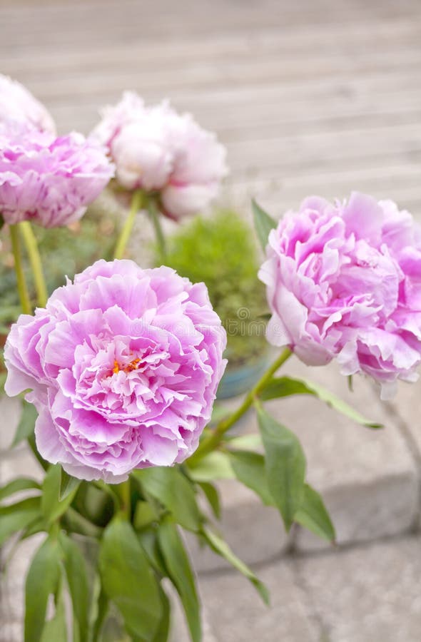 Japanese Peony Flower stock image. Image of beautiful 23943137