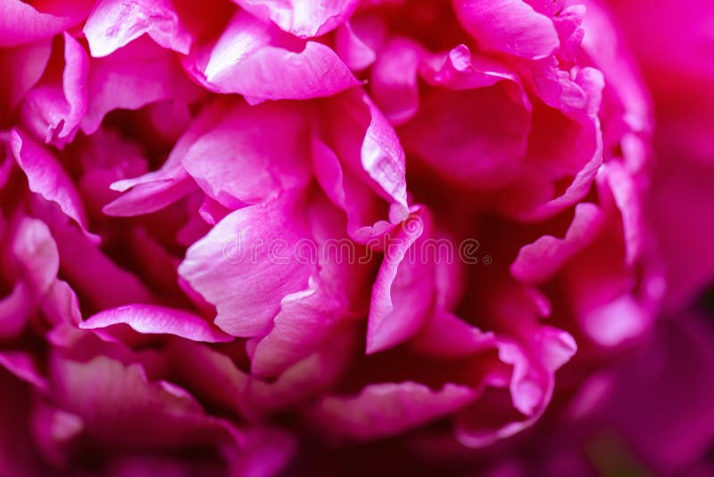 Peony. Peony Closeup. Peony Flower Stock Image Image of spring