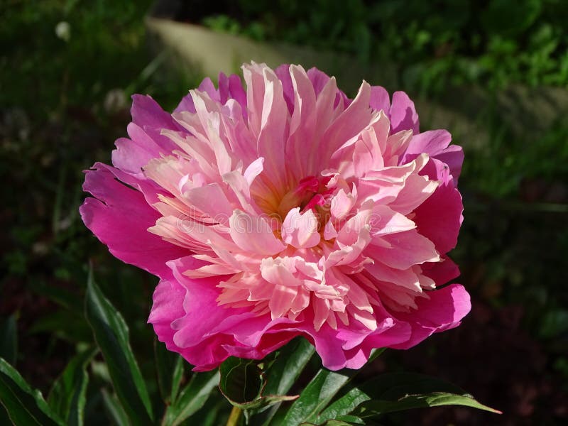 Peony of a Different Shade of Pink Close-up Stock Image - Image of ...