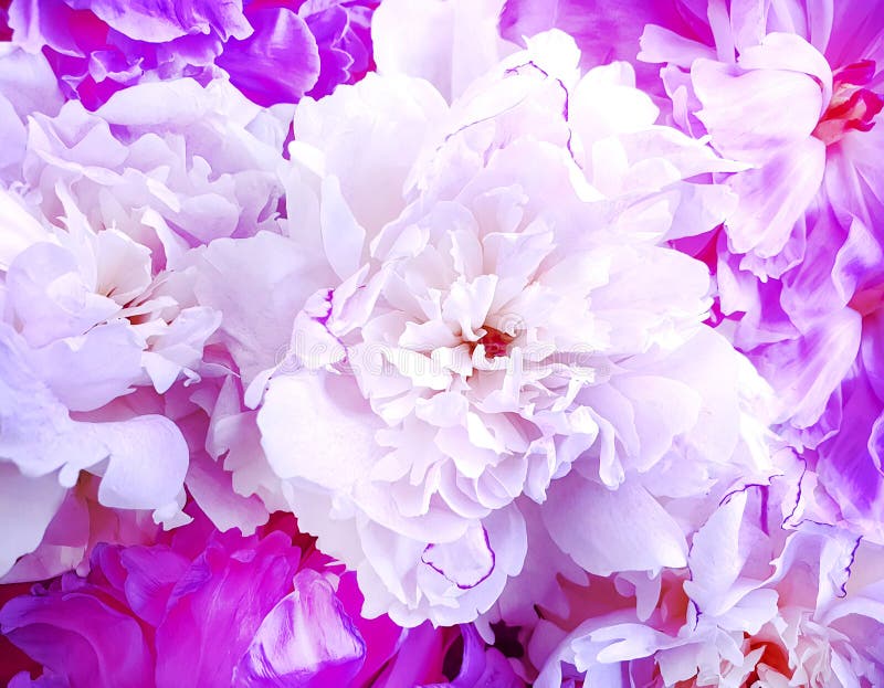 Peony flower beautiful background closeup