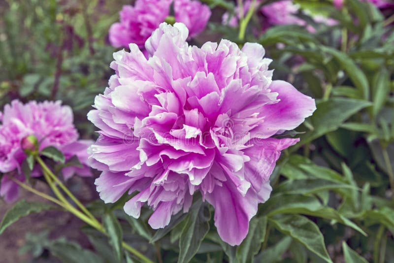 Peony flower stock photo. Image of blooming, bouquet 182864096