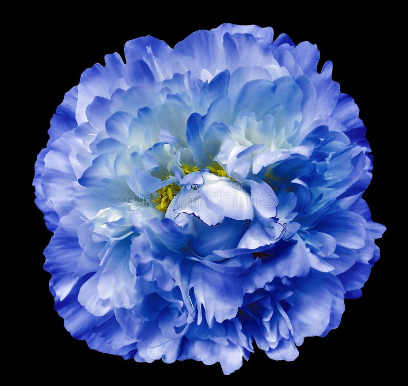 Peony Flower Blue On The Black Isolated Background With Clipping Path