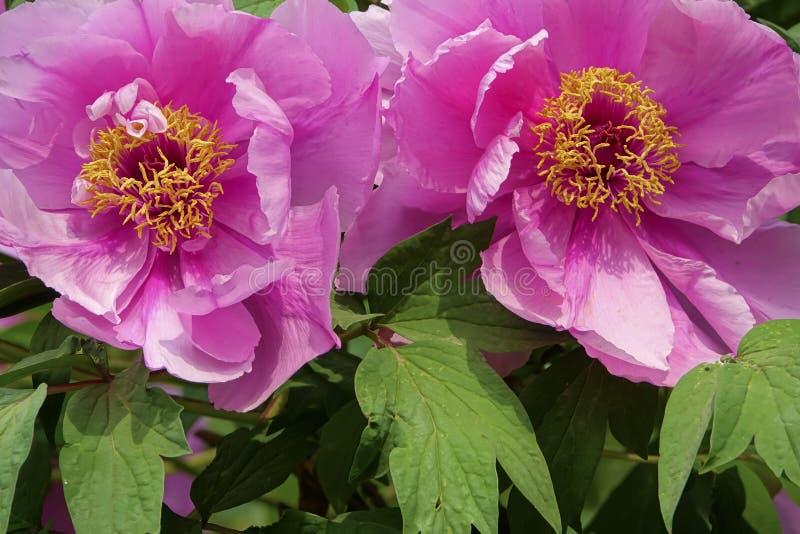 Peony flower stock image. Image of stamen, spring, paeonia ... Peony flower stock image. Image of stamen, spring, paeonia ...
