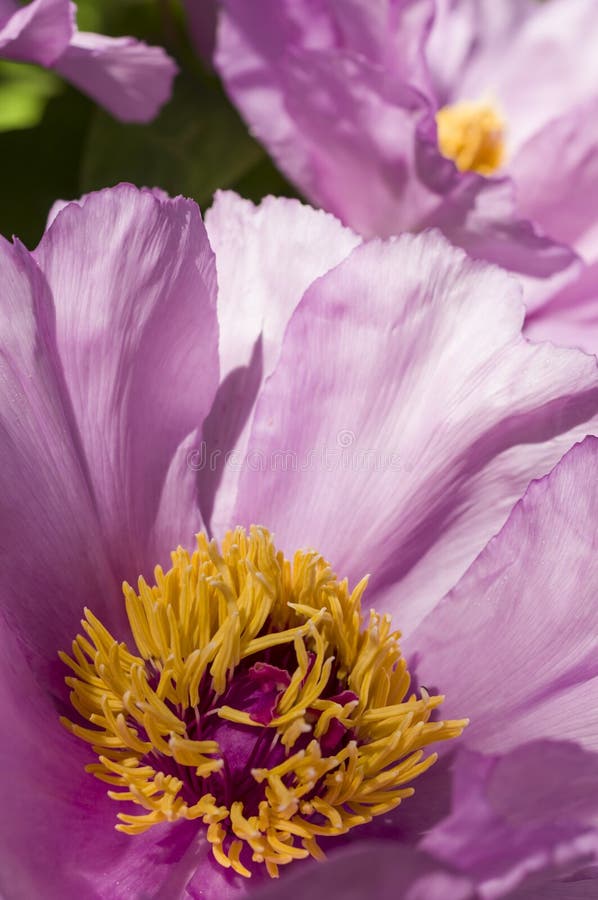 Japanese Peony Flower stock image. Image of beautiful 23943137