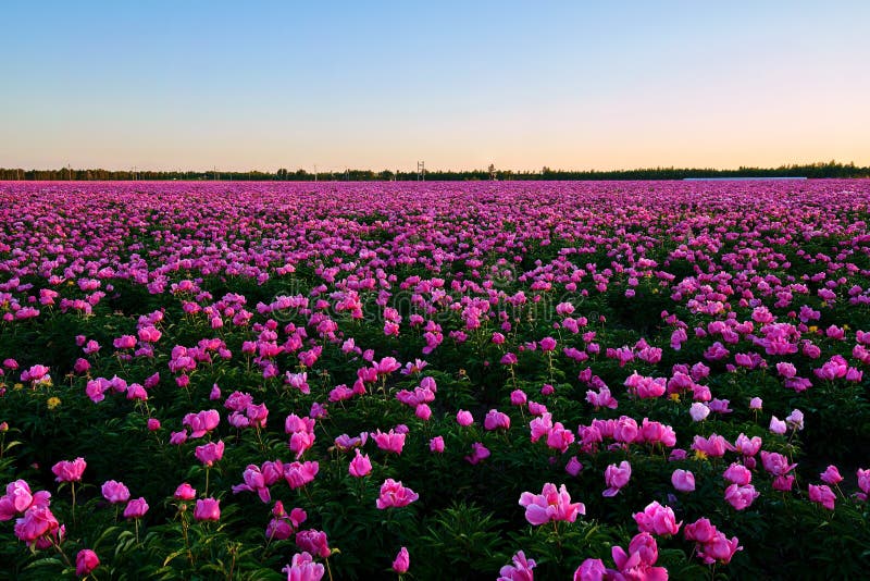 The peony flower fields sunset scenic