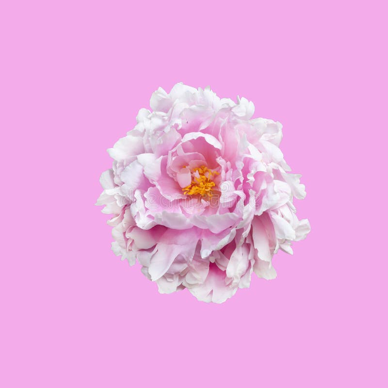Peony flower isolated on pink background. royalty free stock photography Peony flower isolated on pink background. royalty free stock photography