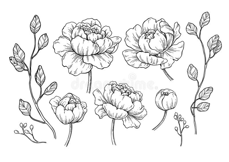 Peony Flower Line Drawing : Peony flower and leaves drawing vector hand drawn