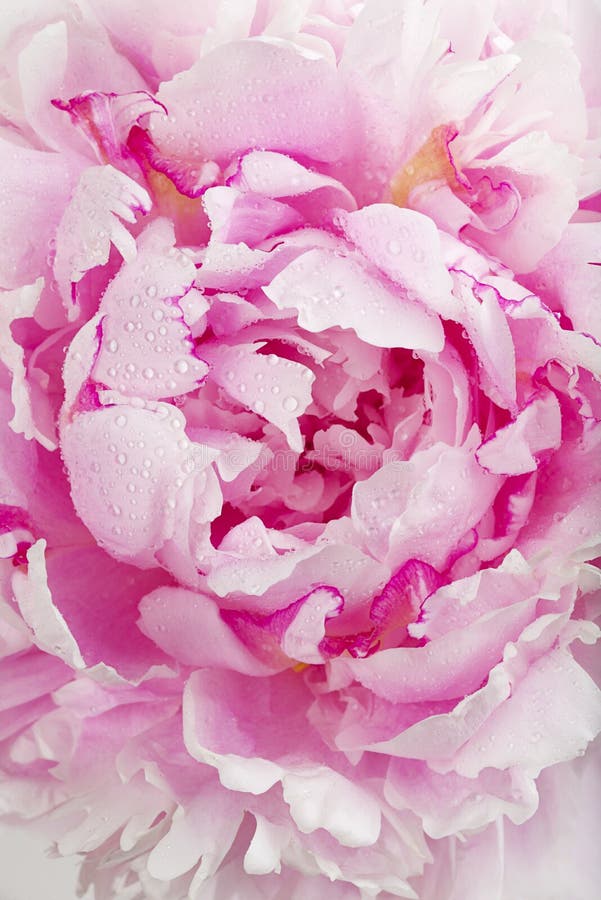 Peony flower and petals stock photo. Image of bouquet 42196842