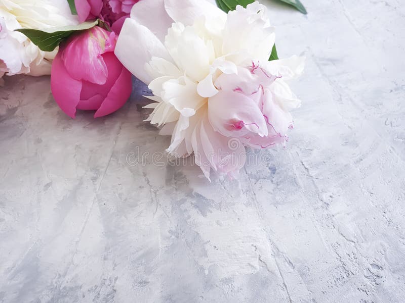 peony flower romance on gray concrete background frame