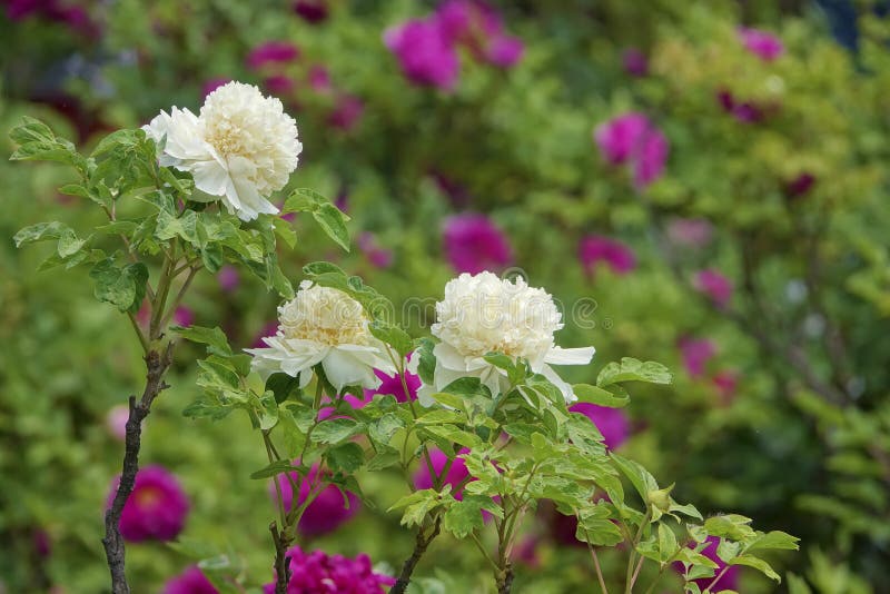 Peony flower stock image. Image of peonies, spring ... Peony flower stock image. Image of peonies, spring ...