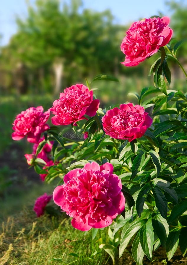 Peony flowers