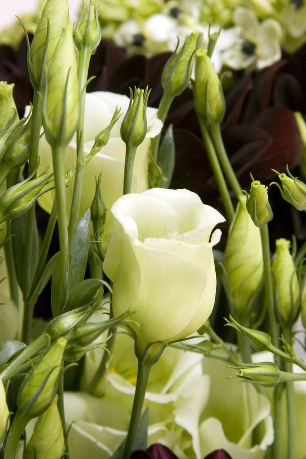 Peony flowers