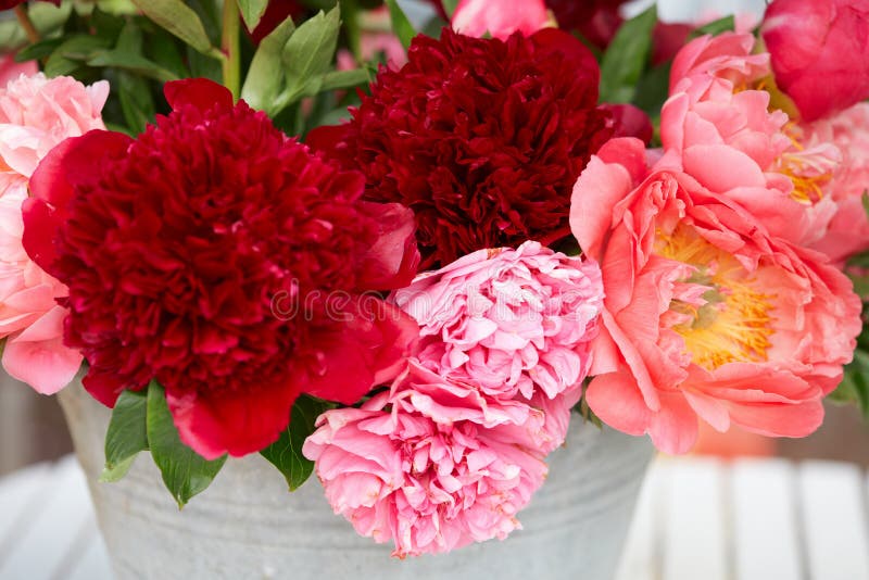 Two Peony Flowers in Red and Pink Colors Stock Image Image of nature