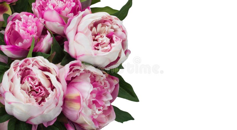 Peony flowers royalty free stock image Peony flowers royalty free stock image