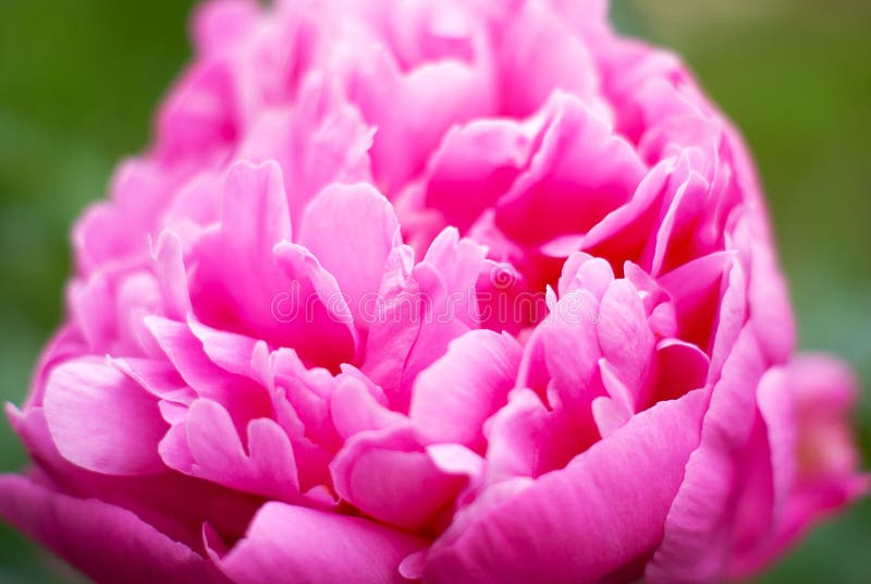 Peony Flowers Closeup, Soft Focus. Fragrant Pink Petals. . Stock Photo Image of growth