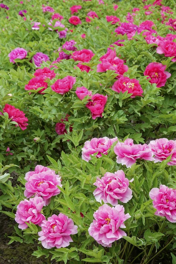 Peony Garden stock photo. Image of garden, pink, peony 1056260