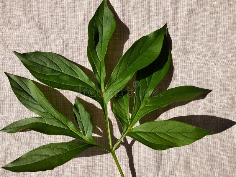 Peony Leaf Closeup on White Stock Image - Image of botanical, element: 118916885