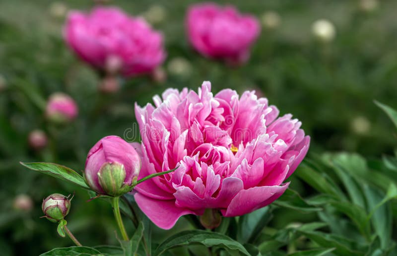 Peony Paeonia - is the only Genus of Plants in the Pivonia Family ...
