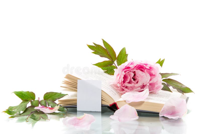 Peony pink beautiful flower, book, empty card stock image