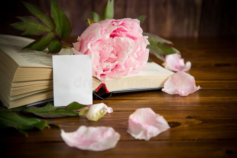 Peony pink beautiful flower, book, empty card royalty free stock photo