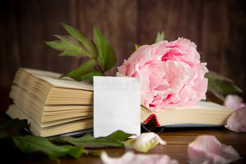 Peony pink beautiful flower, book, empty card stock photos