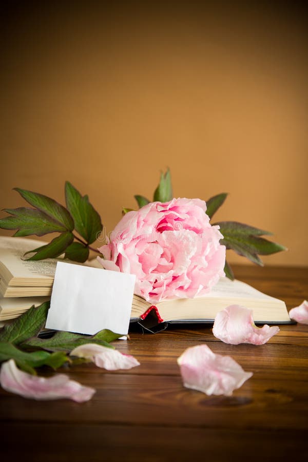 Peony pink beautiful flower, book, empty card stock photos