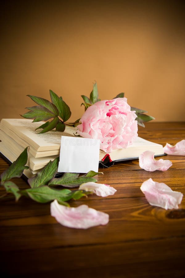Peony pink beautiful flower, book, empty card stock image