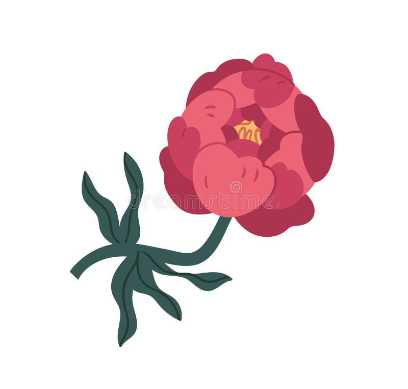 picture Cartoon Peony dreamstime com