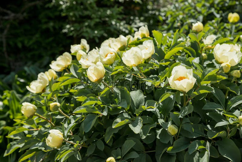 Peony Qiao Ling with White Flower and Yellow Petals, Japanese Style ...