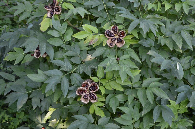 Peony Seed Pods with Popping Black Seeds Stock Photo - Image of garden,  botany: 231483466