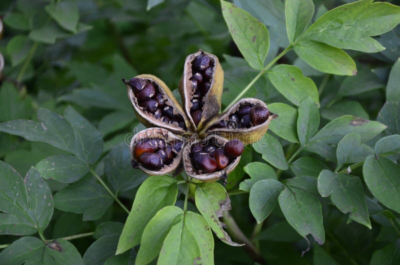 Peony Seed Pods with Popping Black Seeds Stock Photo - Image of garden,  botany: 231483466