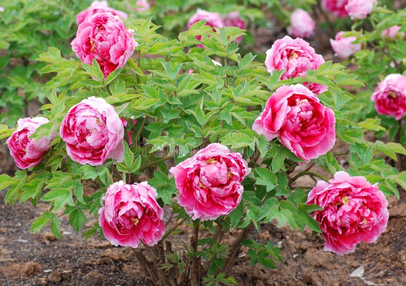 Peony άνοιξη κήπων στοκ εικόνες