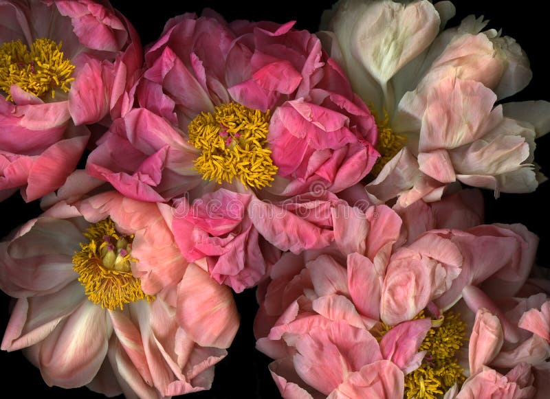 peony ροζ ρύθμισης στοκ φωτογραφία peony ροζ ρύθμισης στοκ φωτογραφία