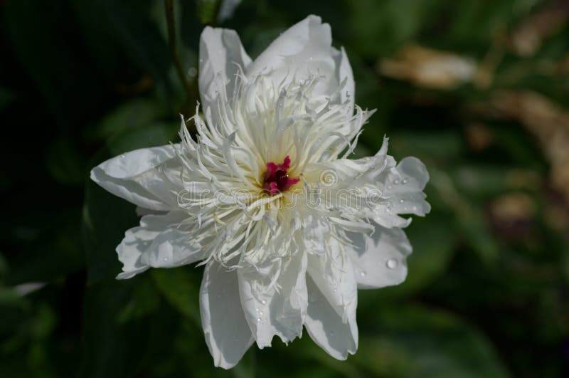 Peonía blanca en cierre encima de la imagen, lactiflora del Paeonia Duchesse de Nemours fotografía de archivo Peonía blanca en cierre encima de la imagen, lactiflora del Paeonia Duchesse de Nemours fotografía de archivo