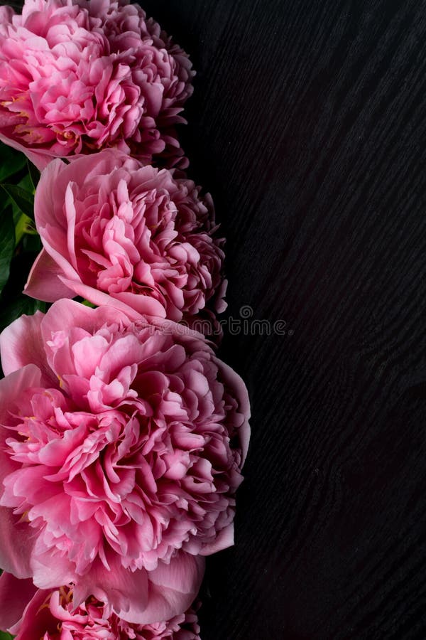 Peonías frescas hermosas en superficie de madera Marco floral con las peonías rosadas en fondo de madera foto de archivo libre de regalías Peonías frescas hermosas en superficie de madera Marco floral con las peonías rosadas en fondo de madera foto de archivo libre de regalías