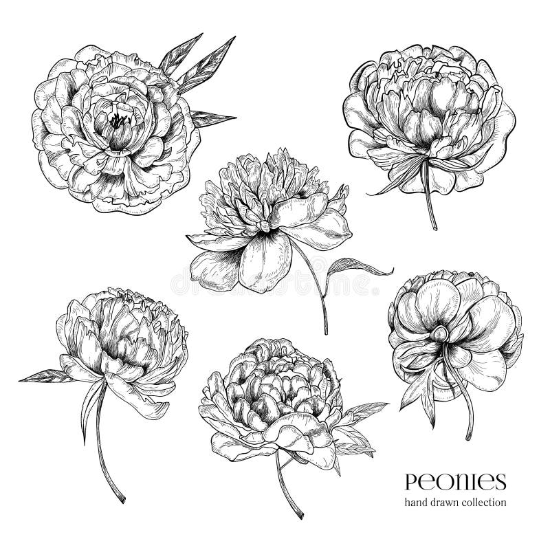Peonías hermosas fijadas Flores y hojas detalladas dibujadas mano del flor Colección blanco y negro del ejemplo del vector stock de ilustración Peonías hermosas fijadas Flores y hojas detalladas dibujadas mano del flor Colección blanco y negro del ejemplo del vector stock de ilustración