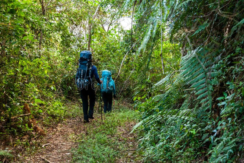 People carring large backpacks on a rainforest trail in Brazil